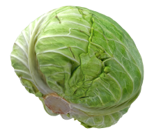 Cabbage