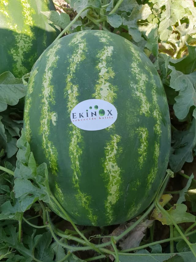Ekinox Seminis