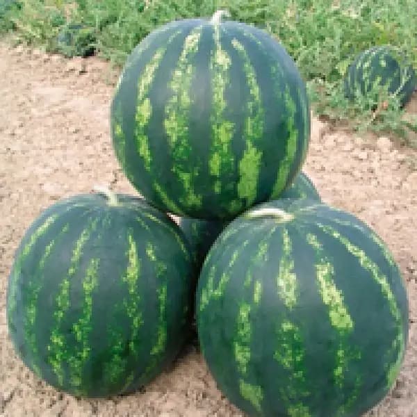 BONTA