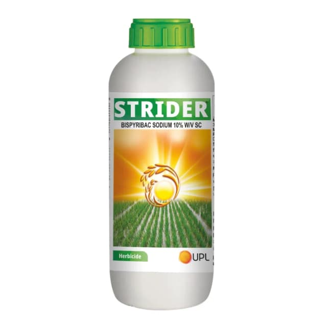Strider 1lt