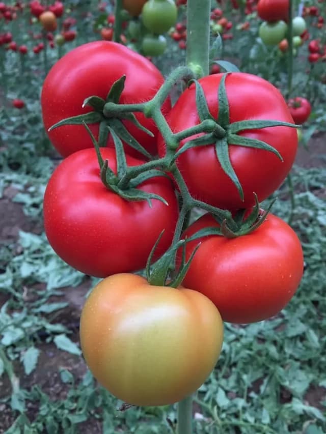 Wellflex Seminis