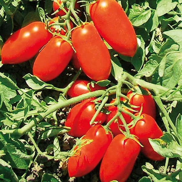 Docet Seminis (açıq ərazi)