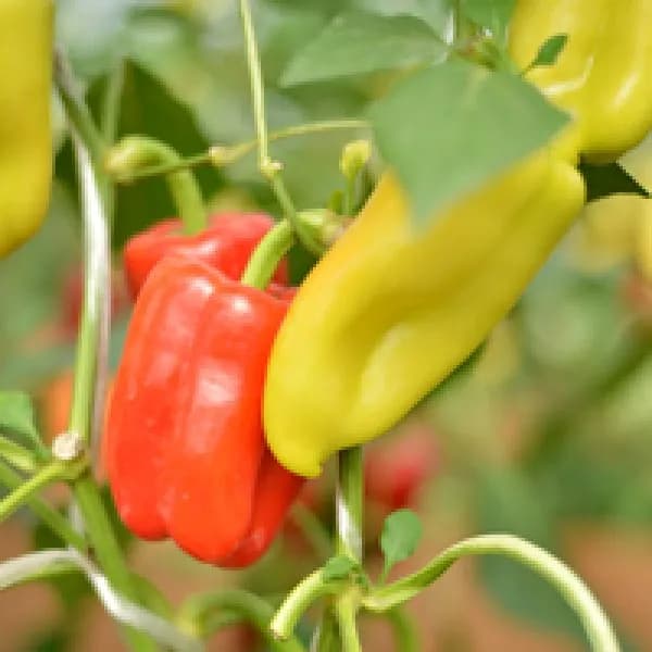 GYPSY Seminis