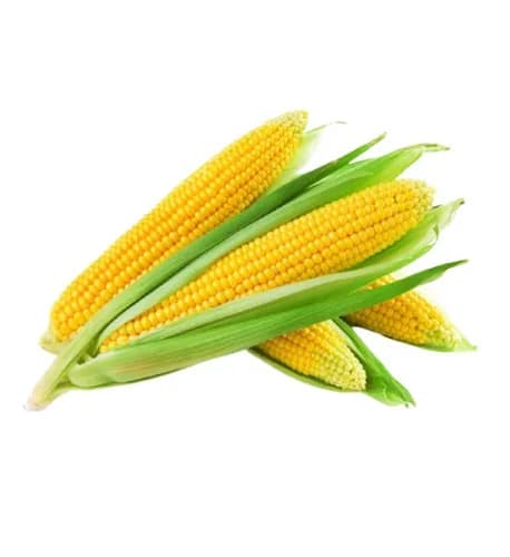 DKC-6625 (FAO 630, Orta Tezyetisen Danelik) (Silosluq)