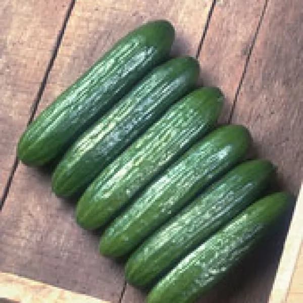 Toros Seminis 100gr