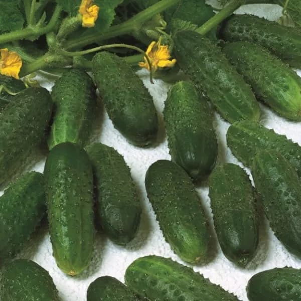 Marinda Seminis